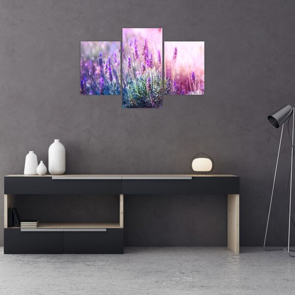 Slika - Lavanda u sjaju sunca (90x60 cm)