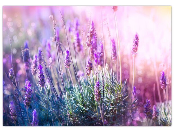 Slika - Lavanda u sjaju sunca (70x50 cm)