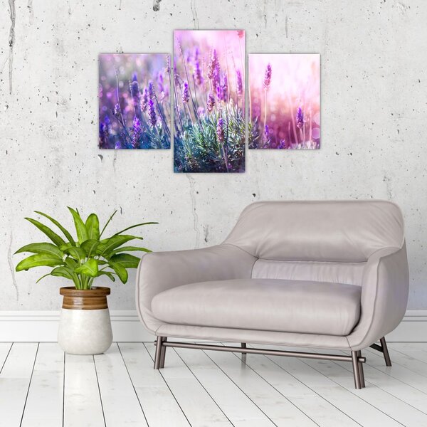 Slika - Lavanda u sjaju sunca (90x60 cm)