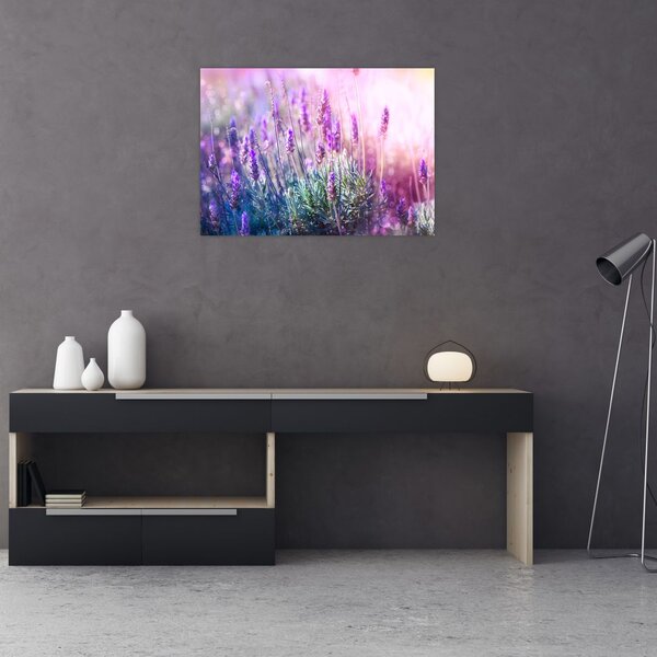 Slika - Lavanda u sjaju sunca (70x50 cm)