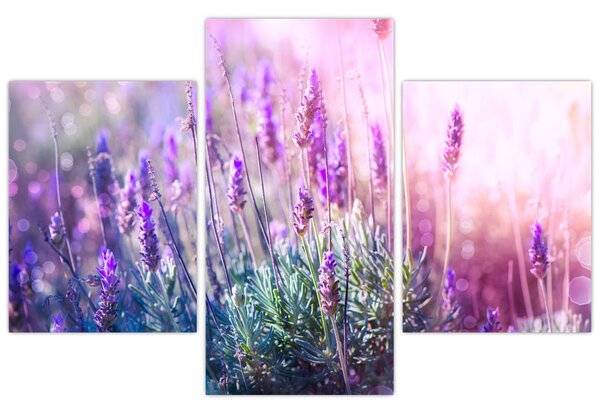 Slika - Lavanda u sjaju sunca (90x60 cm)