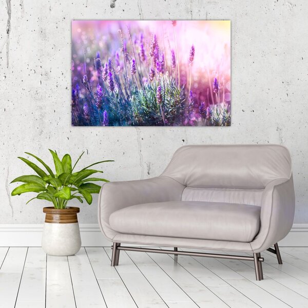 Slika - Lavanda u sjaju sunca (90x60 cm)