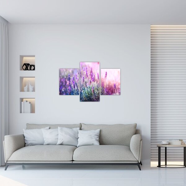 Slika - Lavanda u sjaju sunca (90x60 cm)