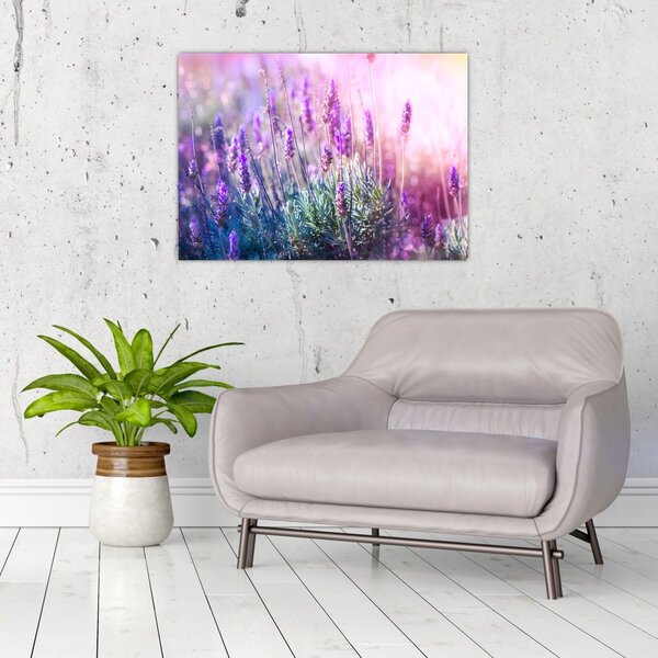 Slika - Lavanda u sjaju sunca (70x50 cm)
