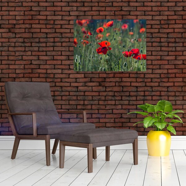Slika - Livada s makom (70x50 cm)