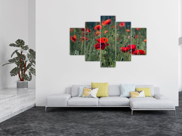 Slika - Livada s makom (150x105 cm)