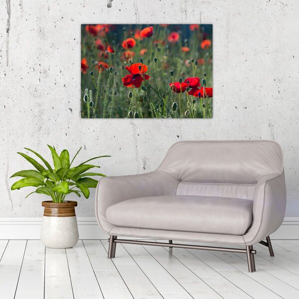 Slika - Livada s makom (70x50 cm)