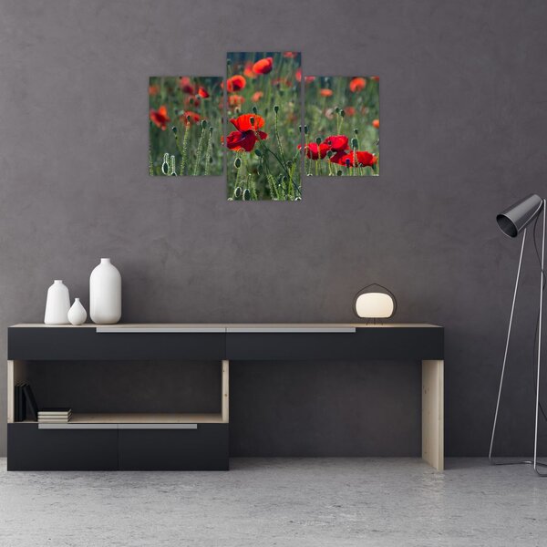 Slika - Livada s makom (90x60 cm)