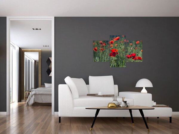 Slika - Livada s makom (90x60 cm)