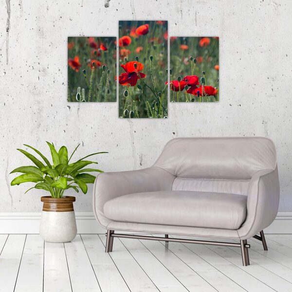 Slika - Livada s makom (90x60 cm)