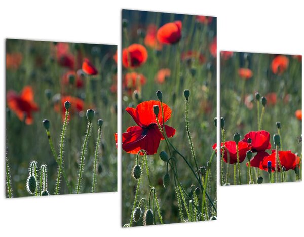 Slika - Livada s makom (90x60 cm)
