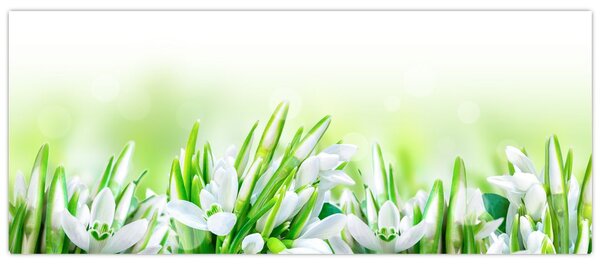 Slika - Visibabe (120x50 cm)