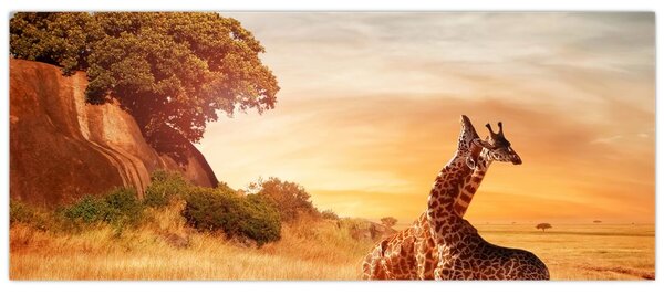 Slika - Žirafe u Africi (120x50 cm)