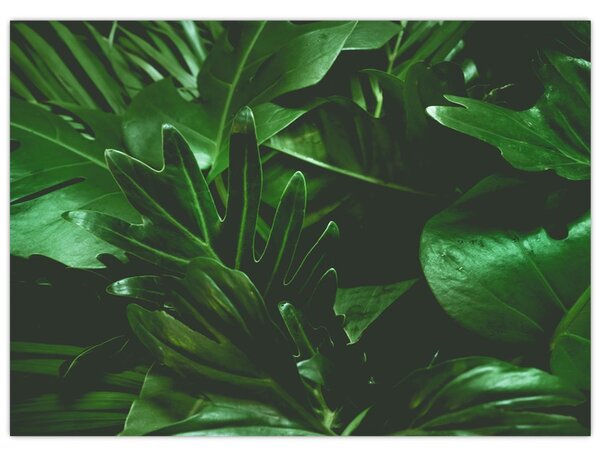 Slika - Lišće palme (70x50 cm)