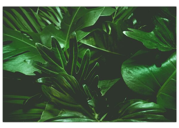 Slika - Lišće palme (90x60 cm)