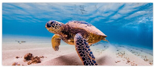 Slika - Kornjača u oceanu (120x50 cm)