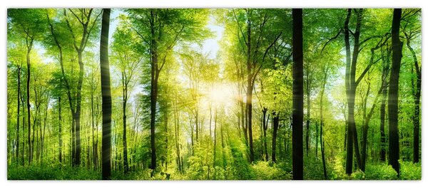 Slika - Zora u šumi (120x50 cm)