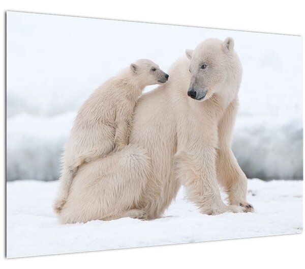 Slika - Polarni medvjedi (90x60 cm)