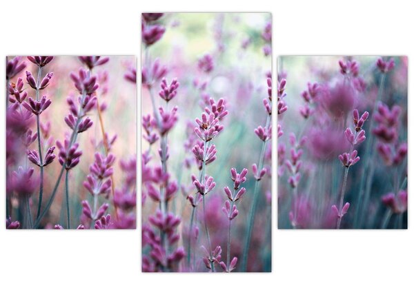 Slika - Lavanda (90x60 cm)