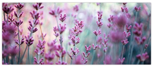 Slika - Lavanda (120x50 cm)