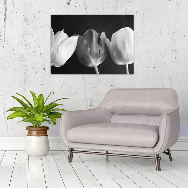 Slika - Crno-bijeli cvjetovi tulipana (70x50 cm)