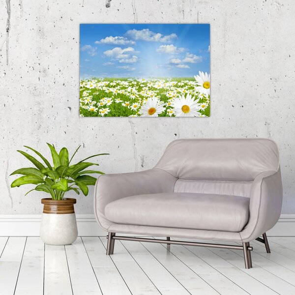 Slika procvjetale livade s tratinčicama (70x50 cm)