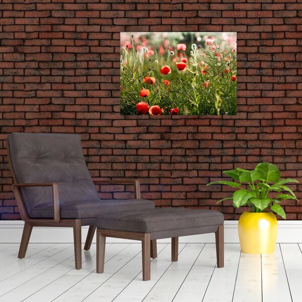 Staklena slika procvalih makova (70x50 cm)