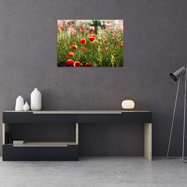 Staklena slika procvalih makova (70x50 cm)