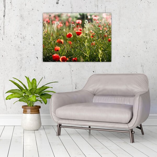 Staklena slika procvalih makova (70x50 cm)