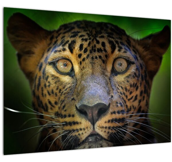 Staklena slika - Portret leoparda, Šri Lanka (70x50 cm)