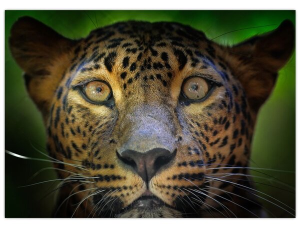 Staklena slika - Portret leoparda, Šri Lanka (70x50 cm)