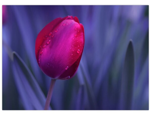 Staklena slika pupoljka tulipana (70x50 cm)