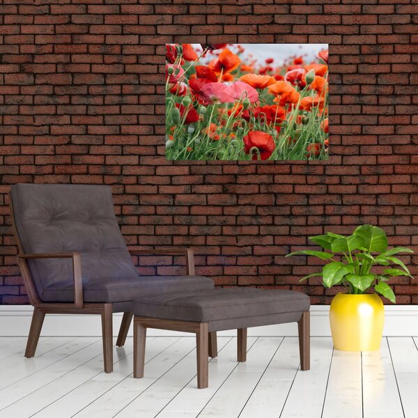 Slika polja maka (70x50 cm)