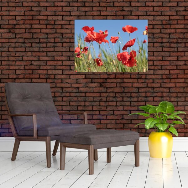 Slika - makovi (70x50 cm)