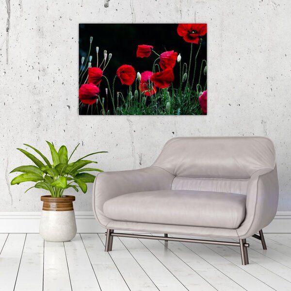 Slika - Ples makova (70x50 cm)