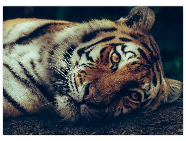 Slika - Sibirski tigar (70x50 cm)