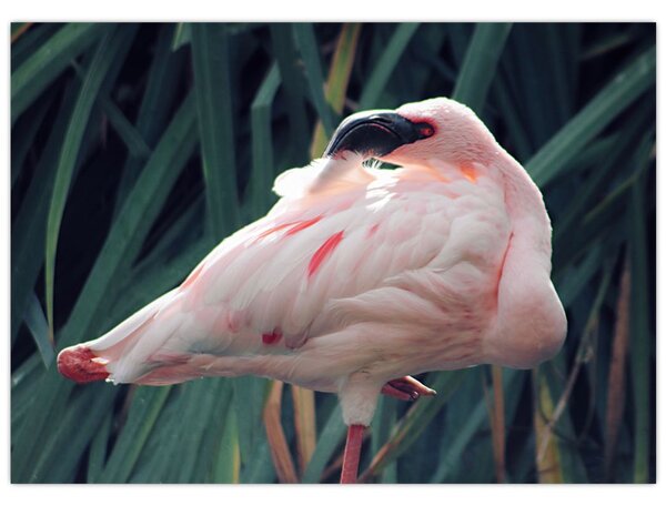 Slika - Flamingo (70x50 cm)