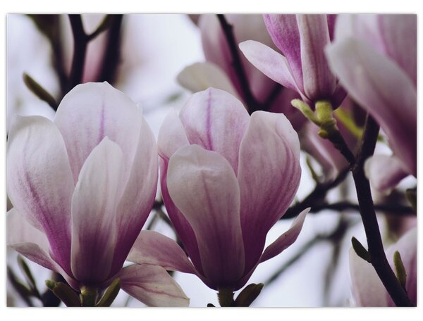 Slika - Magnolija (70x50 cm)