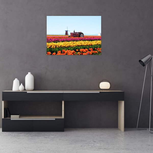 Slika farme tulipana (70x50 cm)