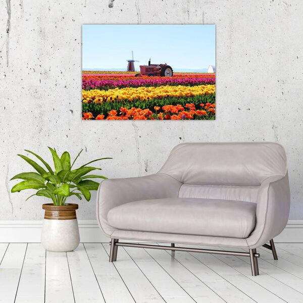 Slika farme tulipana (70x50 cm)