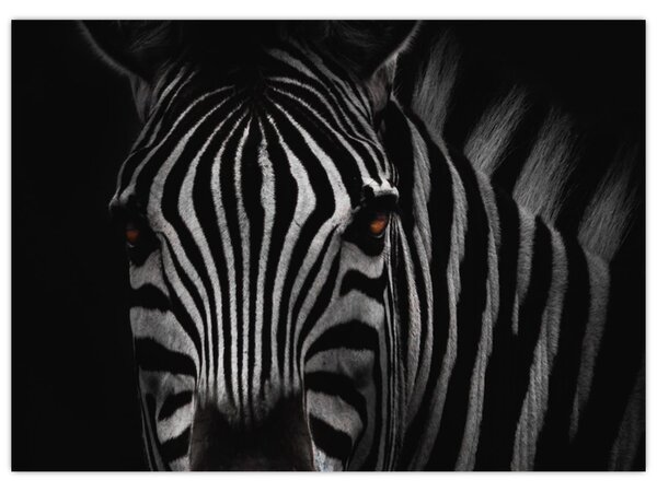 Slika zebre (70x50 cm)