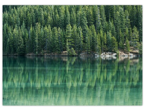 Slika - Četinari uz jezero (70x50 cm)