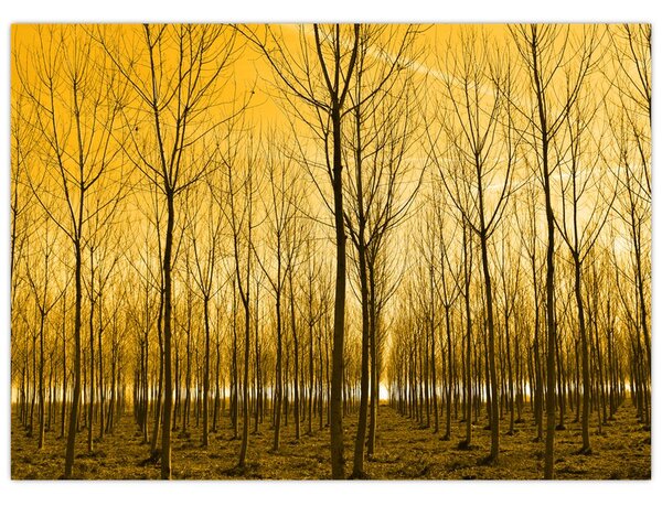 Slika - Plantaža drveća (70x50 cm)