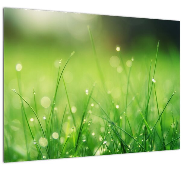 Staklena slika - rosa na travi (70x50 cm)