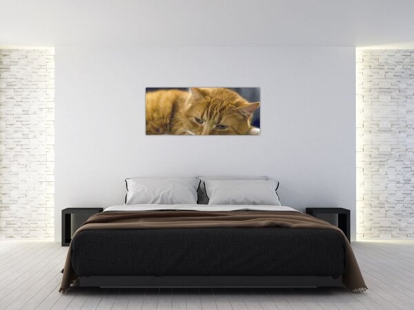 Slika mačke (120x50 cm)