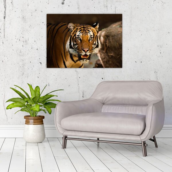 Slika tigra (70x50 cm)
