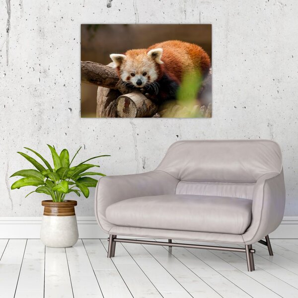 Slika crvene pande (70x50 cm)