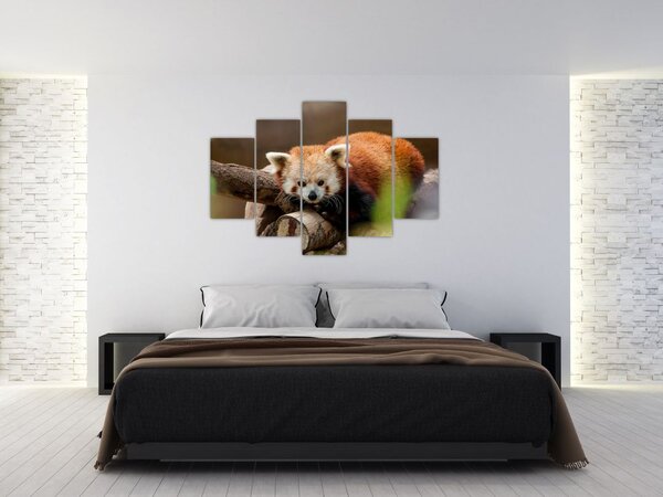 Slika crvene pande (150x105 cm)