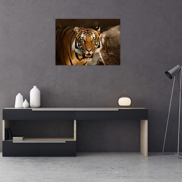 Slika tigra (70x50 cm)