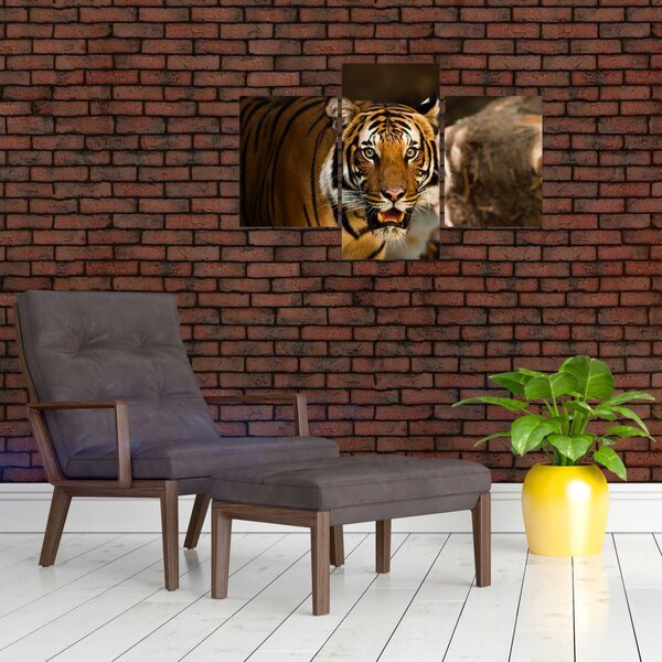 Slika tigra (90x60 cm)